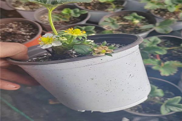 草莓苗