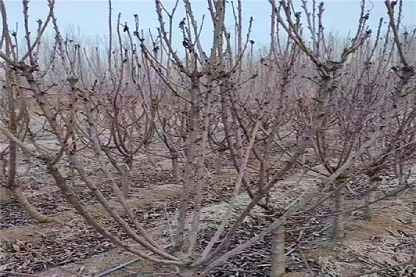 新購苗木栽培技術